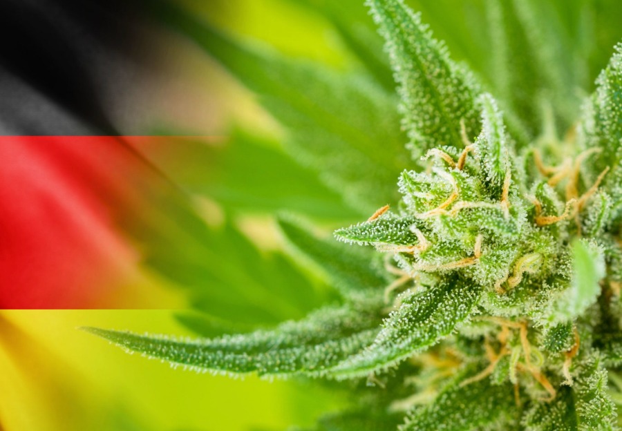 Carly Lela L Actualite Du Cannabis